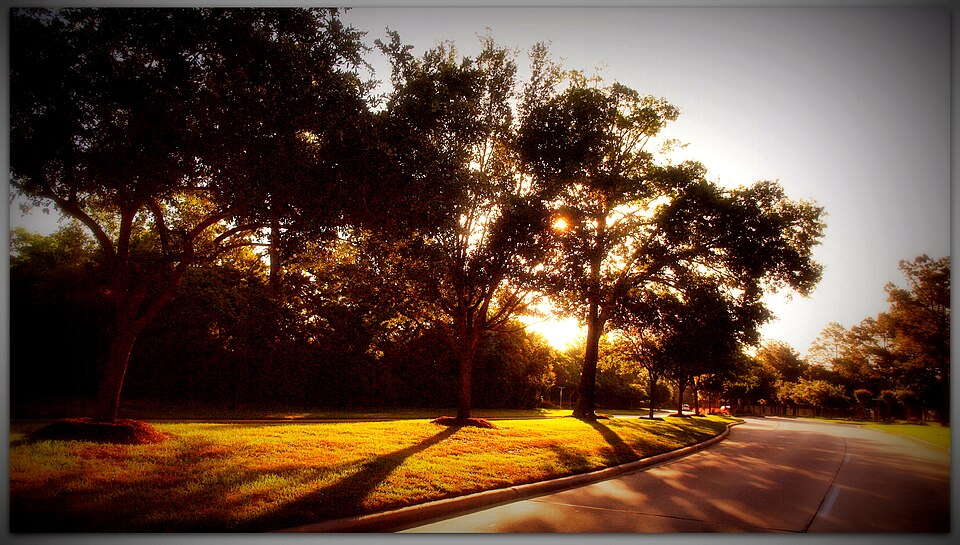 A tree-lined residential street in Cypress at sunrise