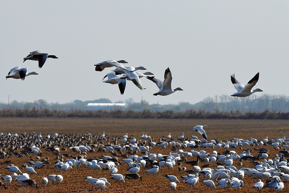 Geese over a rice field in Waller County near Brookshire